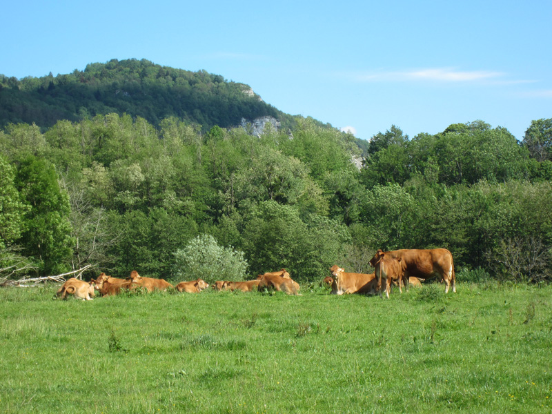 Notre commune : vaches Rochefort 73